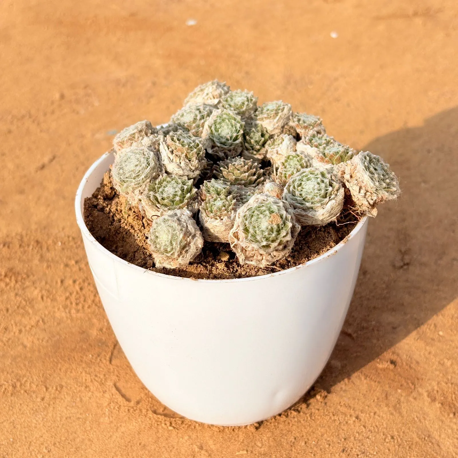 Sempervivum Succulent (Hen and Chicks) in 4 inch White Premium Orchid Round Plastic Pot