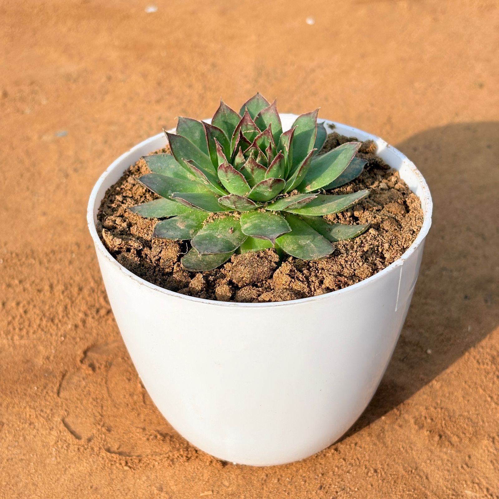 Laxmi Kamal Succulent in 4 inch White Premium Orchid Round Plastic Pot