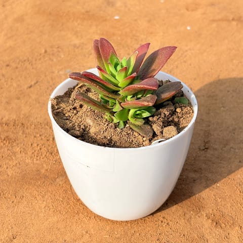 Crassula Campfire in 4 inch White Premium Orchid Round Plastic Pot
