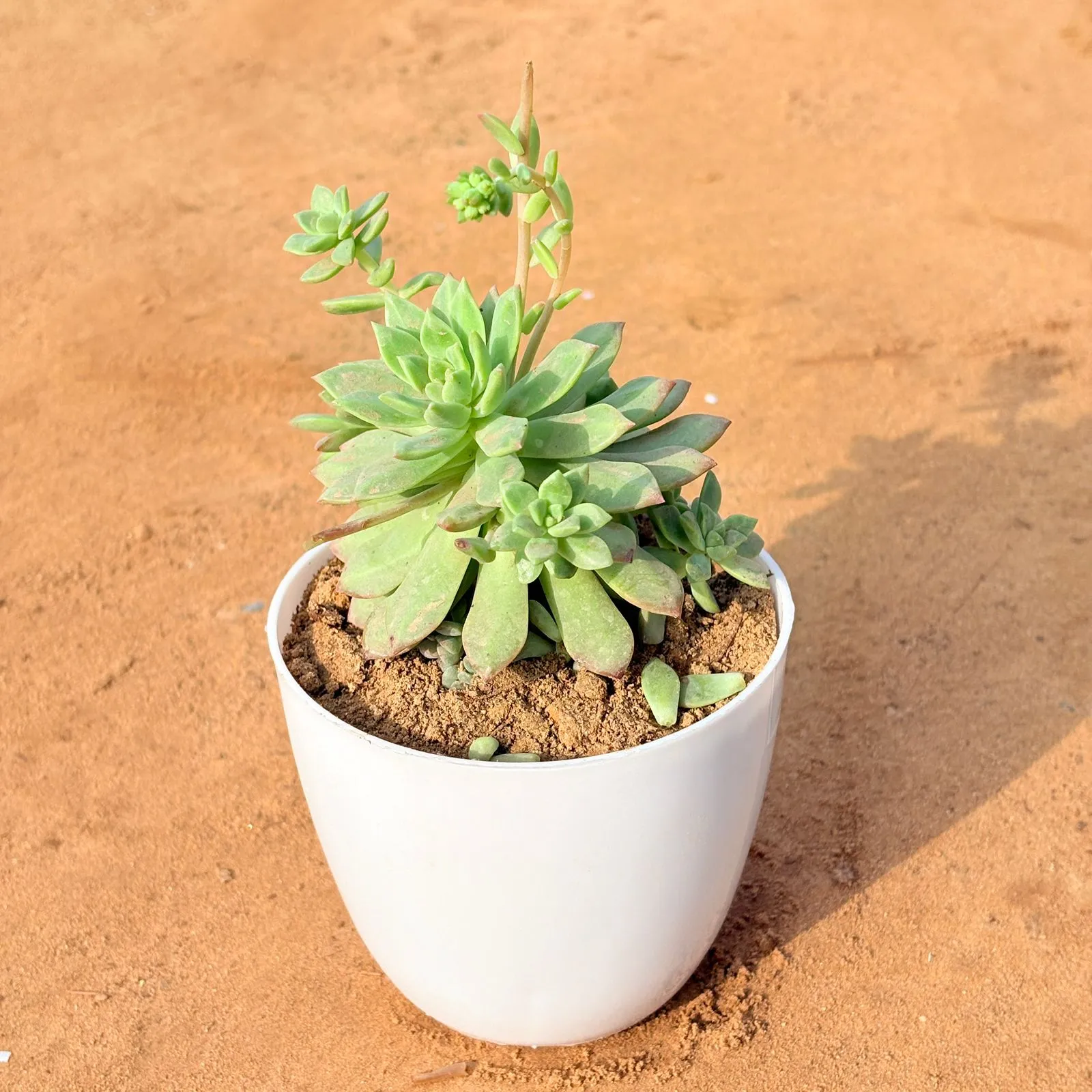 Echeveria Red Succulent in 4 inch White Premium Orchid Round Plastic Pot