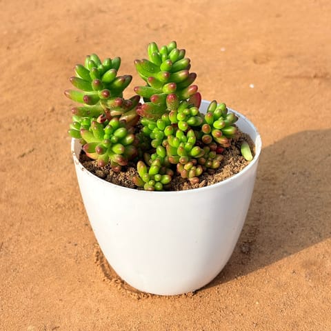 Jelly Bean Succulent in 4 inch White Premium Orchid Round Plastic Pot