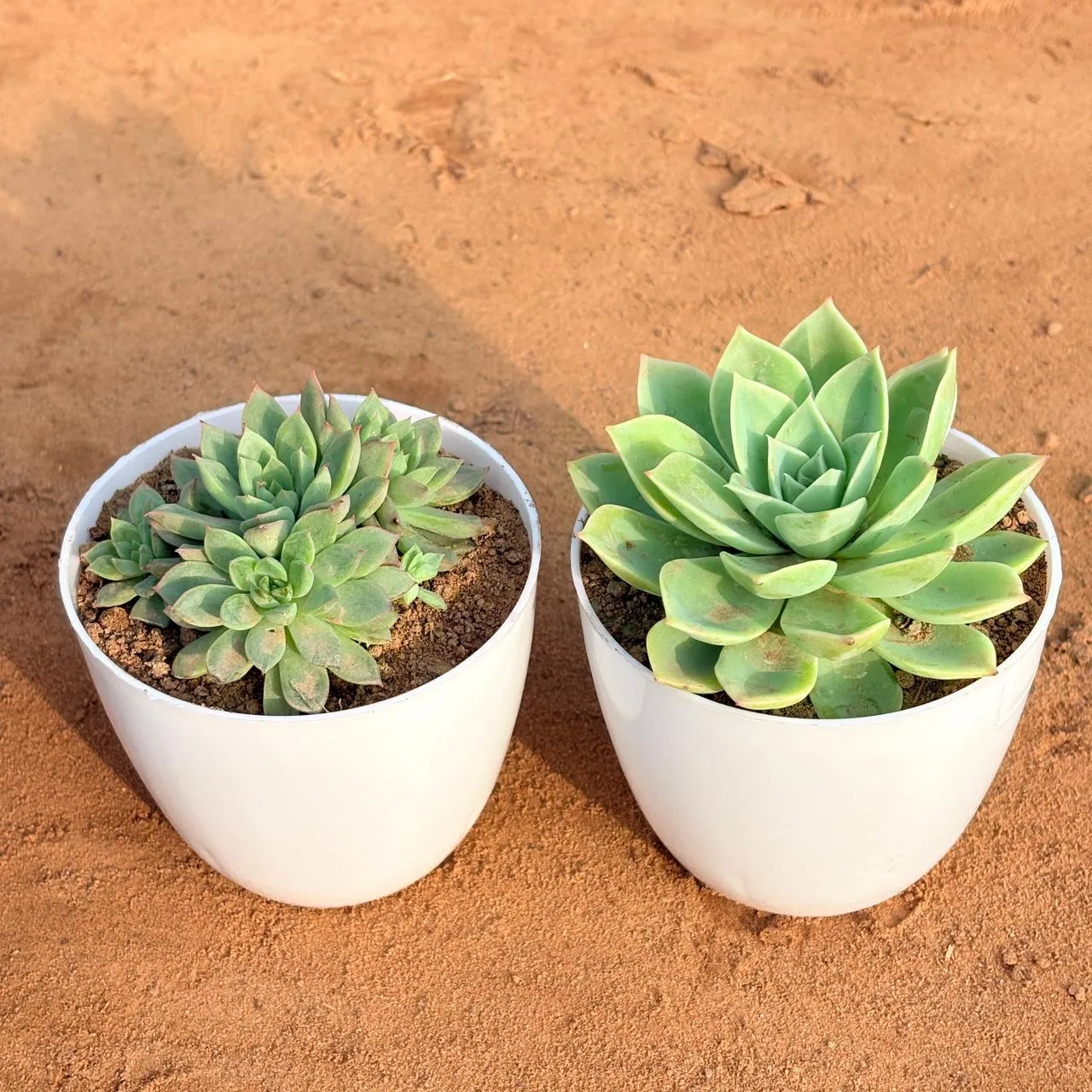 Set of 2 - Echeveria Green Succulent & Chicken & Hen Succulent in 4 inch White Premium Orchid Round Plastic Pot