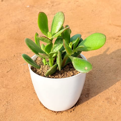 Crassula Ovata/ Dhan Kuber in 4 inch White Premium Orchid Round Plastic Pot