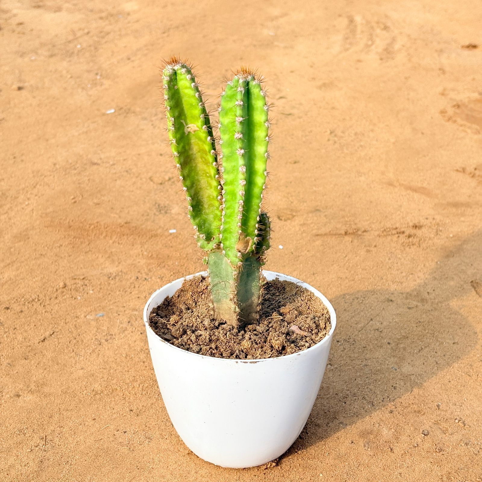 Fairy Castle Fairy Tale Cactus in 4 inch White Premium Orchid Round Plastic Pot