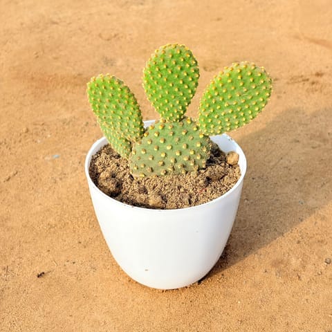 Bunny Ear Cactus in 4 inch White Premium Orchid Round Plastic Pot