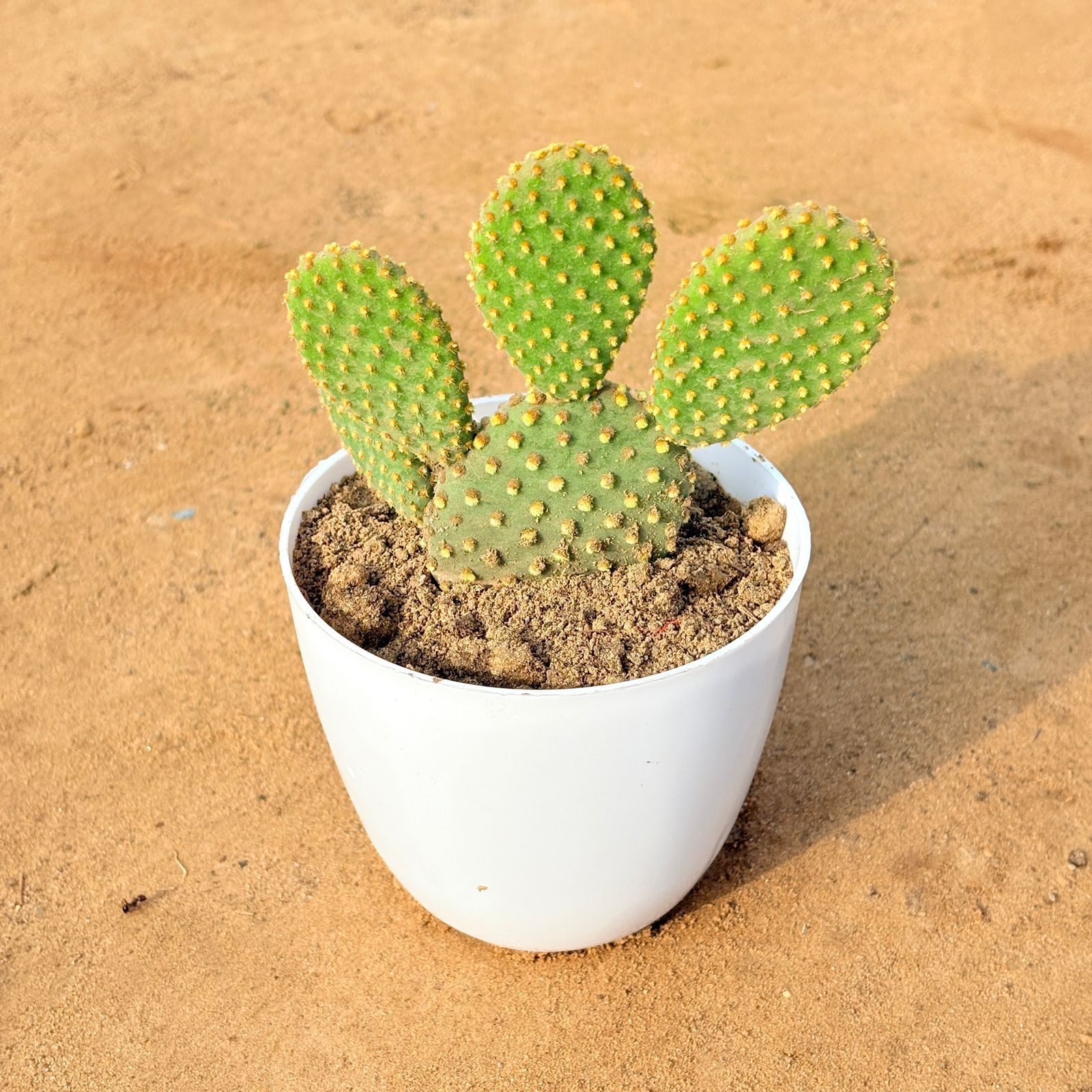 Bunny Ear Cactus in 4 inch White Premium Orchid Round Plastic Pot