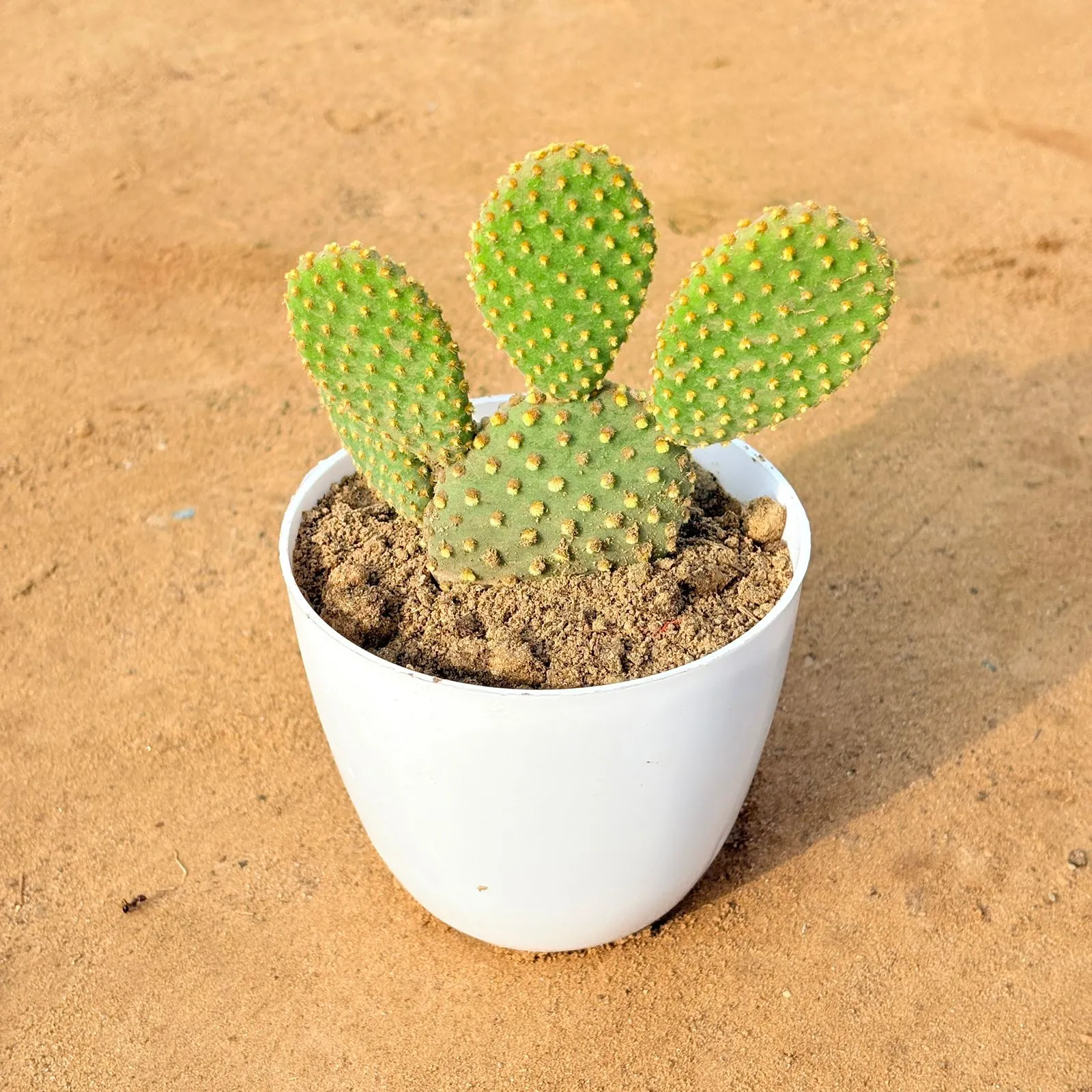 Bunny Ear Cactus in 4 inch White Premium Orchid Round Plastic Pot