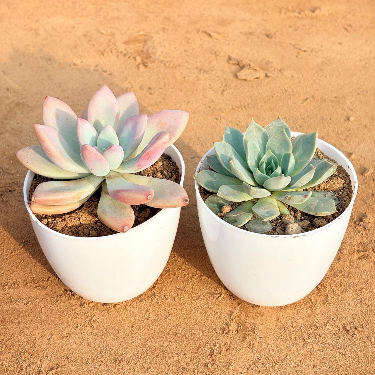 Set of 2 - Echeveria Brown Succulent & Echeveria Devotion / Red Velvet in 4 inch White Premium Orchid Round Plastic Pot