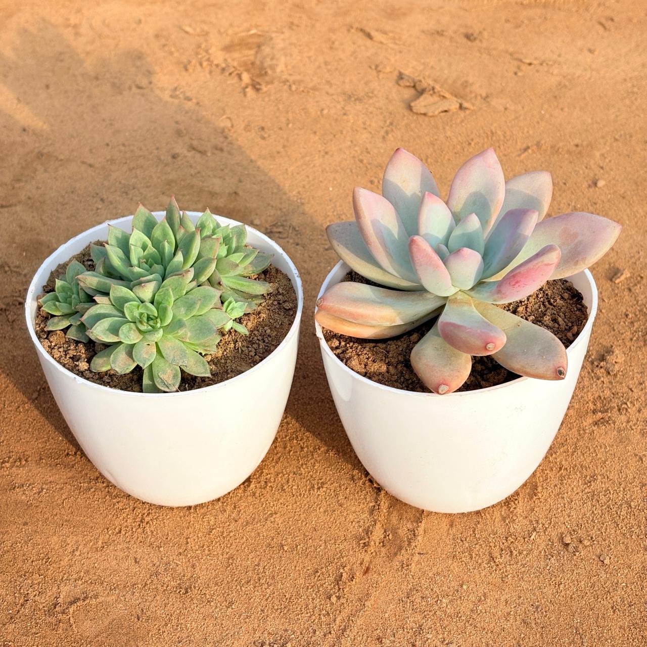 Set of 2 - Echeveria Devotion / Red Velvet & Chicken & Hen Succulent in 4 inch White Premium Orchid Round Plastic Pot