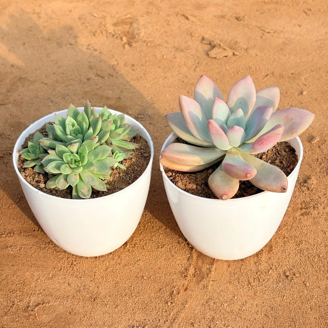 Set of 2 - Echeveria Devotion / Red Velvet & Chicken & Hen Succulent in 4 inch White Premium Orchid Round Plastic Pot