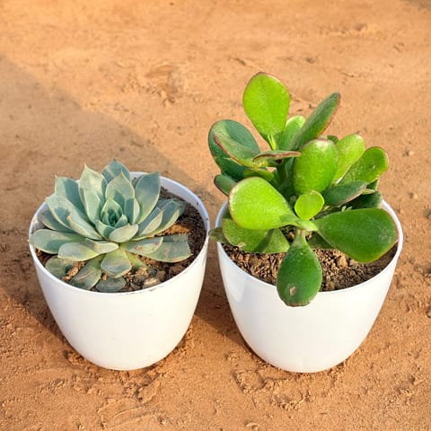 Set of 2 - Crassula Ovata/ Dhan Kuber & Echeveria Brown Succulent in 4 inch White Premium Orchid Round Plastic Pot