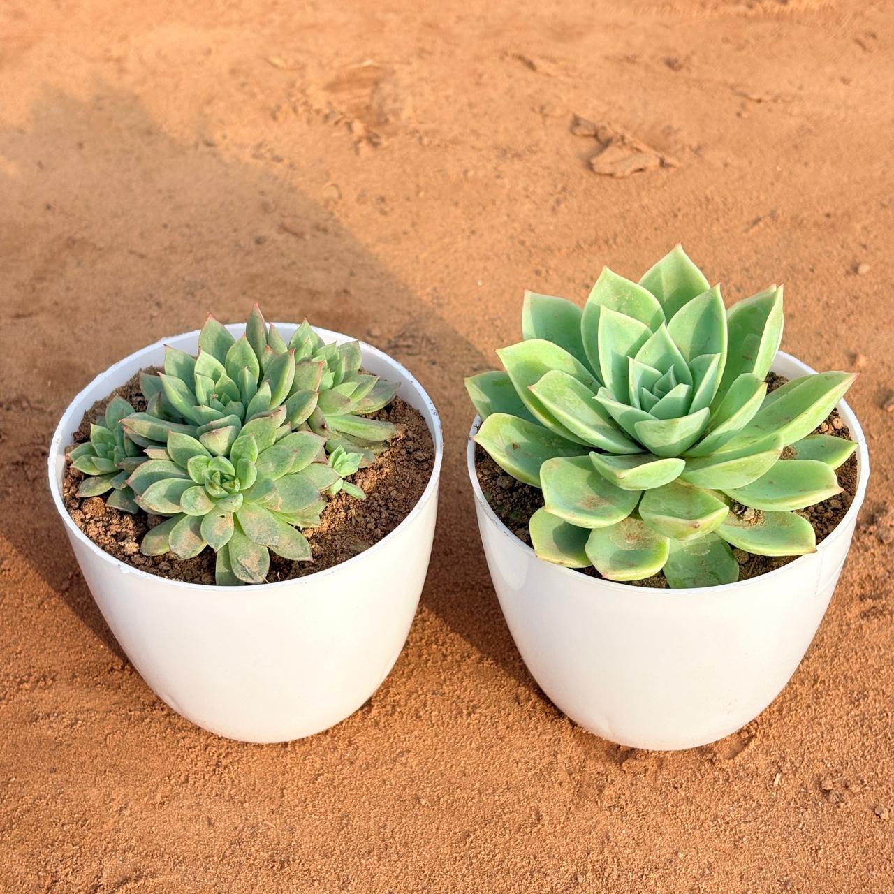 Set of 2 - Echeveria Green Succulent & Chicken & Hen Succulent in 4 inch White Premium Orchid Round Plastic Pot