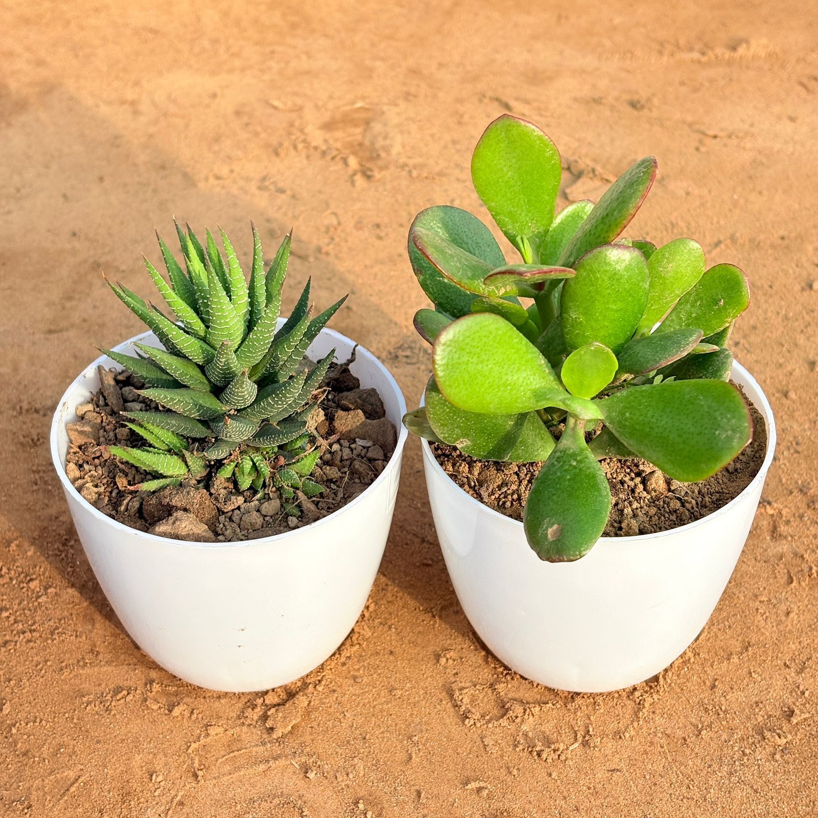 Set of 2 - Crassula Ovata/ Dhan Kuber & Haworthia Zebrina in 4 inch White Premium Orchid Round Plastic Pot