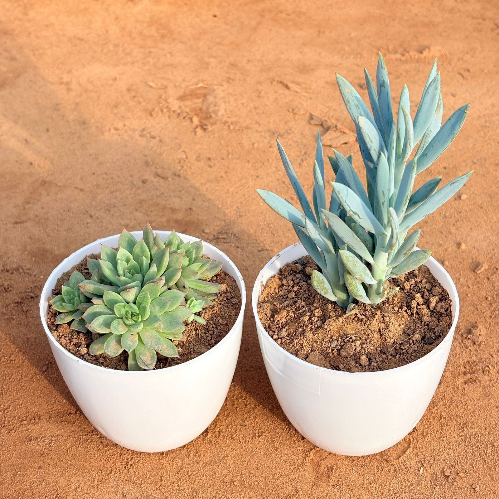 Set of 2 - Chicken & Hen Succulent & Curio Repens Succulent in 4 inch White Premium Orchid Round Plastic Pot