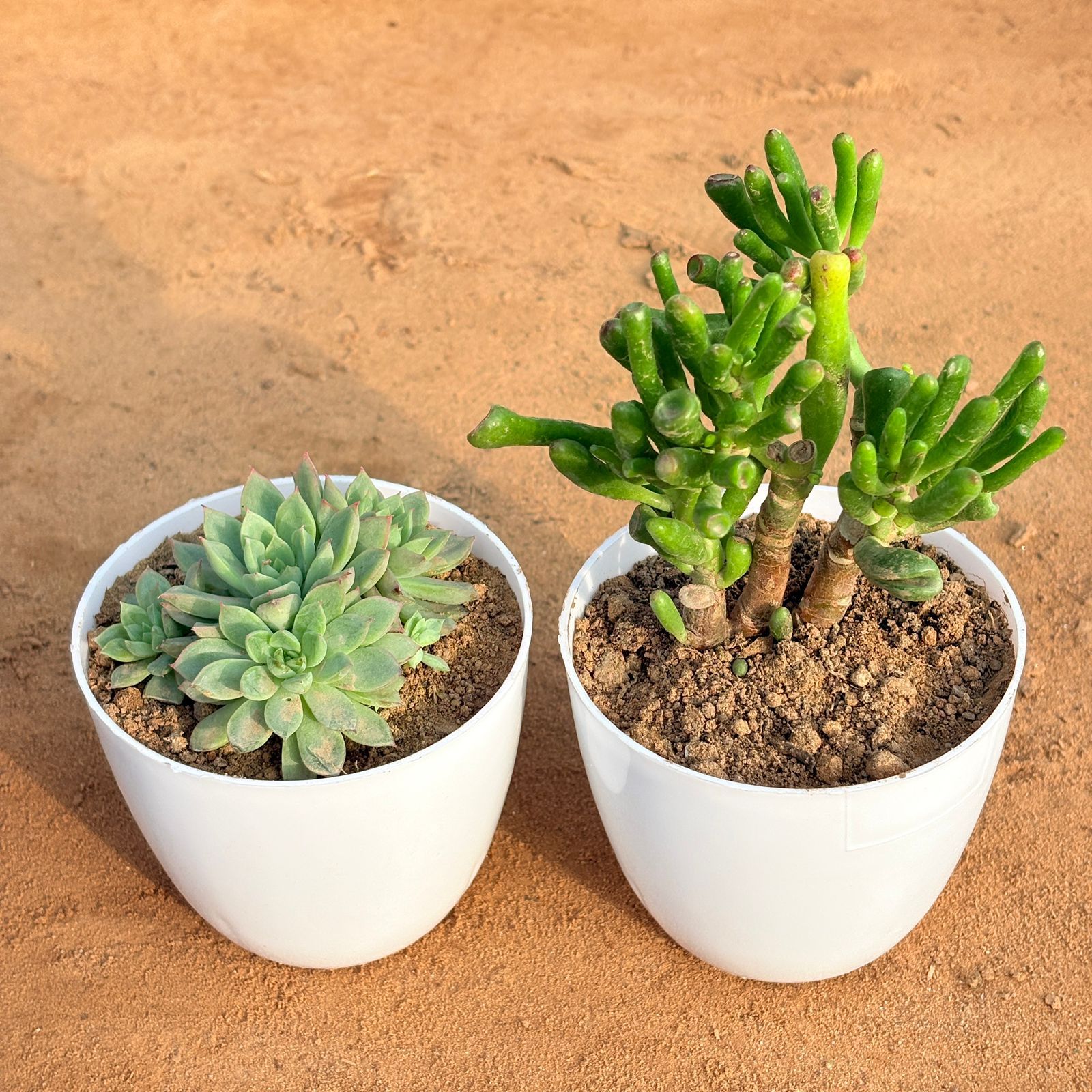 Set of 2 - Chicken & Hen Succulent & Crassula Gollum Jade/ Finger Succulent in 4 inch White Premium Orchid Round Plastic Pot