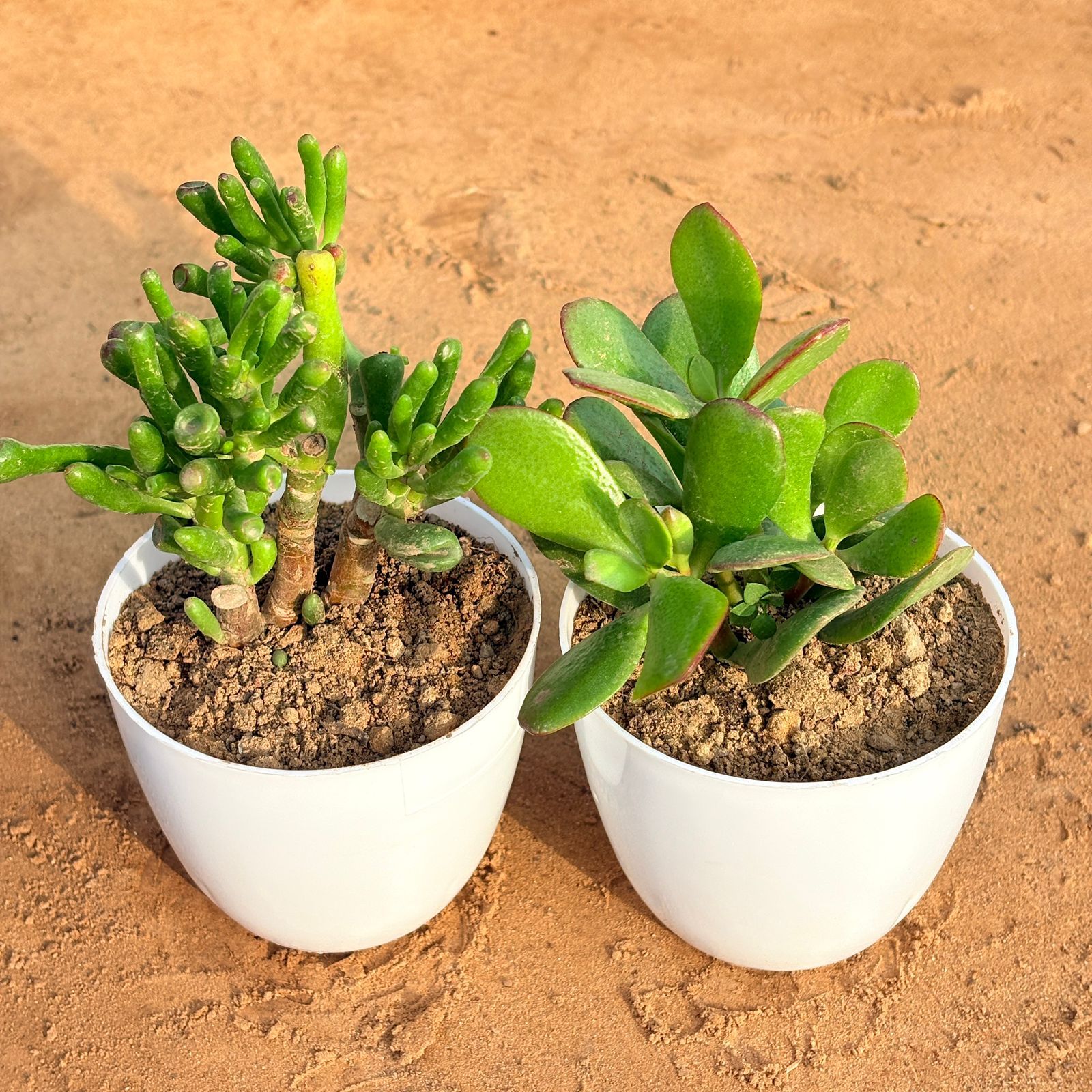 Set of 2 - Crassula Ovata/ Dhan Kuber & Crassula Gollum Jade/ Finger Succulent in 4 inch White Premium Orchid Round Plastic Pot