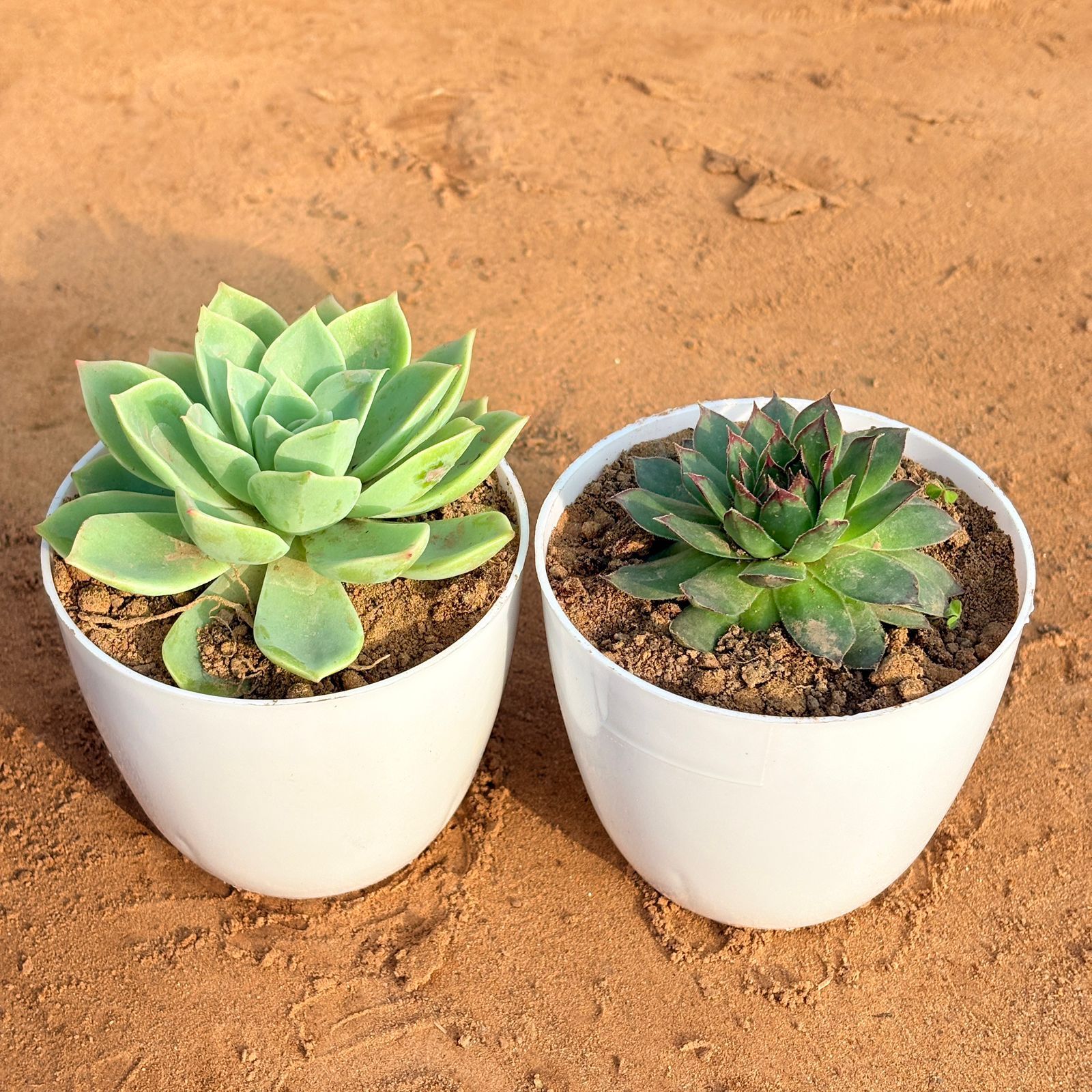 Set of 2 - Laxmi Kamal Succulent & Echeveria Green Succulent in 4 inch White Premium Orchid Round Plastic Pot
