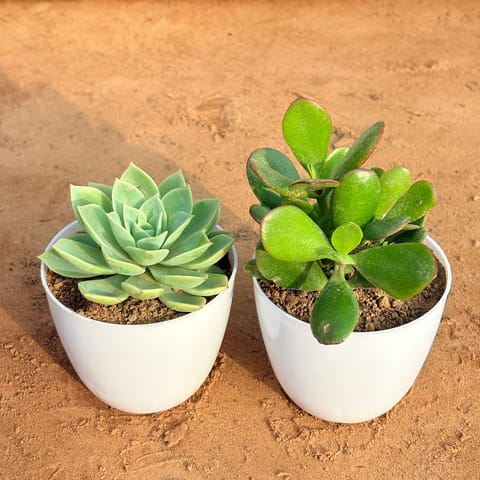 Set of 2 - Crassula Ovata/ Dhan Kuber & Echeveria Green Succulent in 4 inch White Premium Orchid Round Plastic Pot