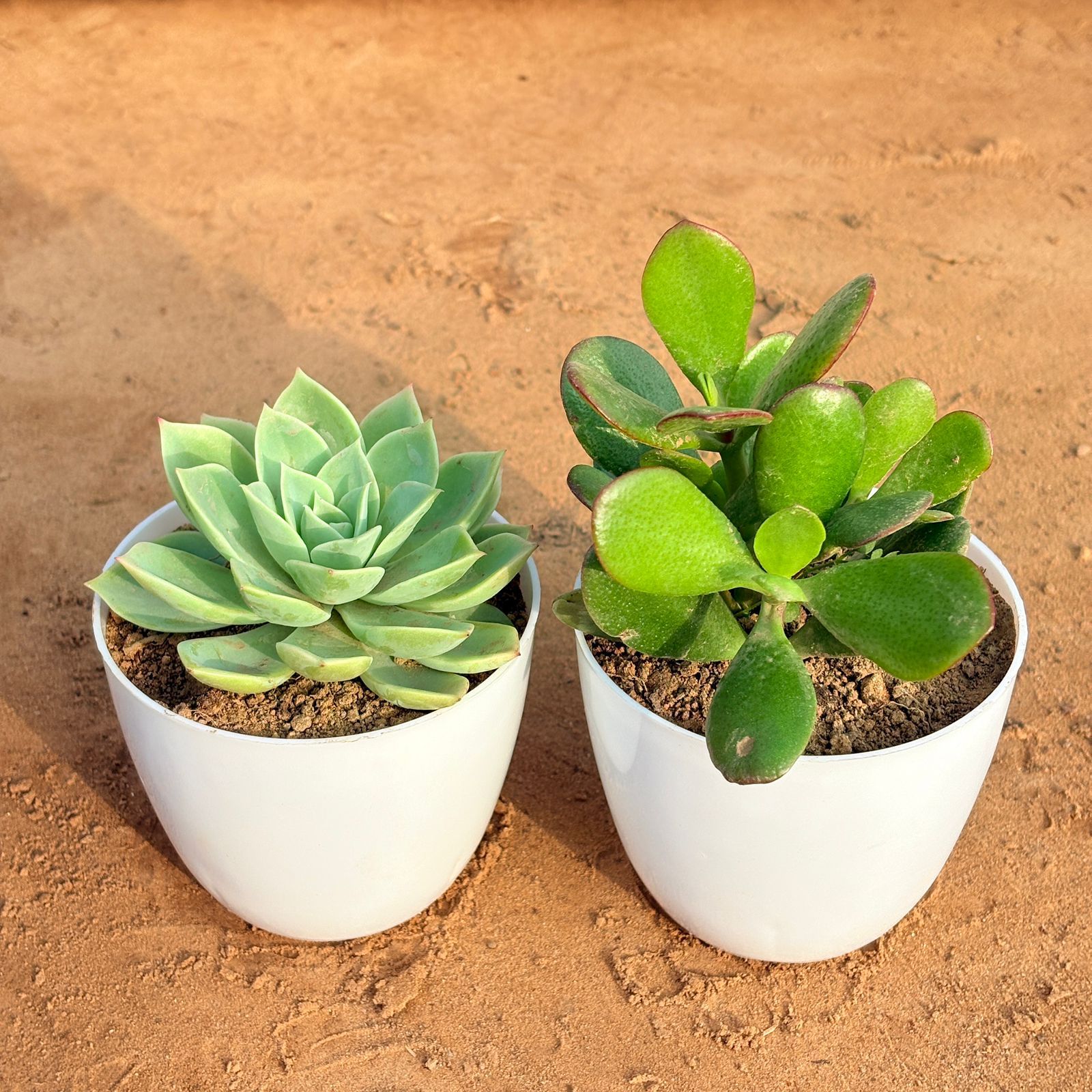 Set of 2 - Crassula Ovata/ Dhan Kuber & Echeveria Green Succulent in 4 inch White Premium Orchid Round Plastic Pot