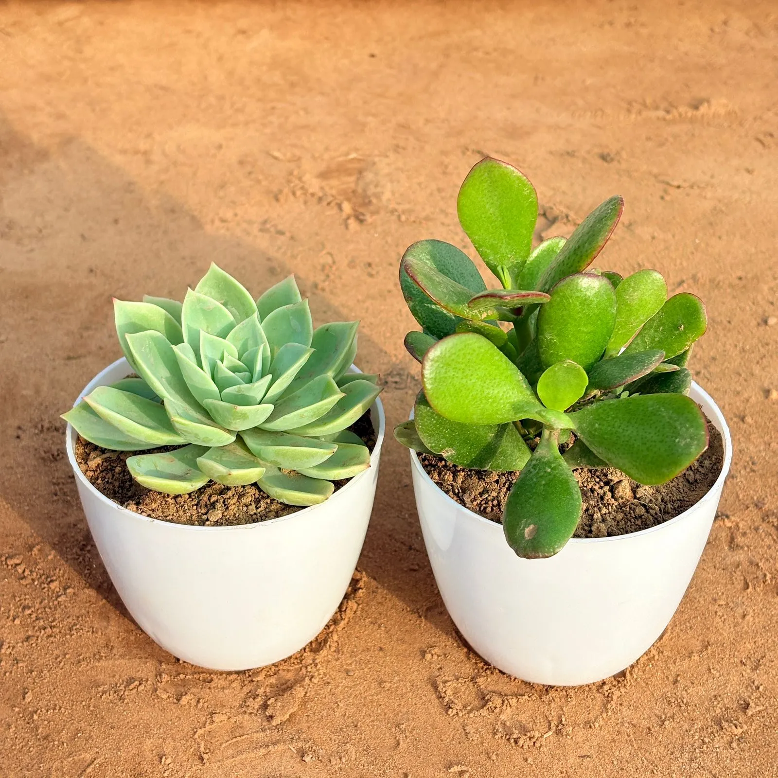 Set of 2 - Crassula Ovata/ Dhan Kuber & Echeveria Green Succulent in 4 inch White Premium Orchid Round Plastic Pot