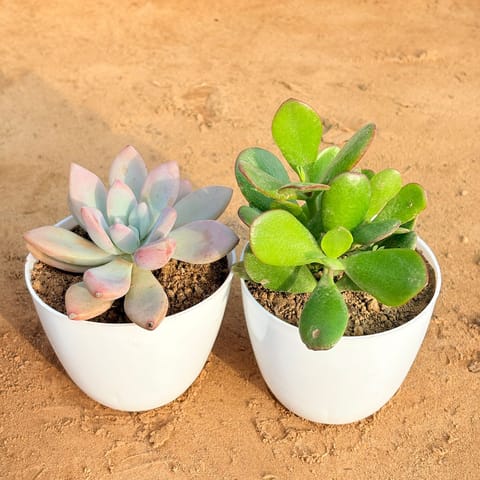 Set of 2 - Crassula Ovata/ Dhan Kuber & Echeveria Devotion / Red Velvet in 4 inch White Premium Orchid Round Plastic Pot