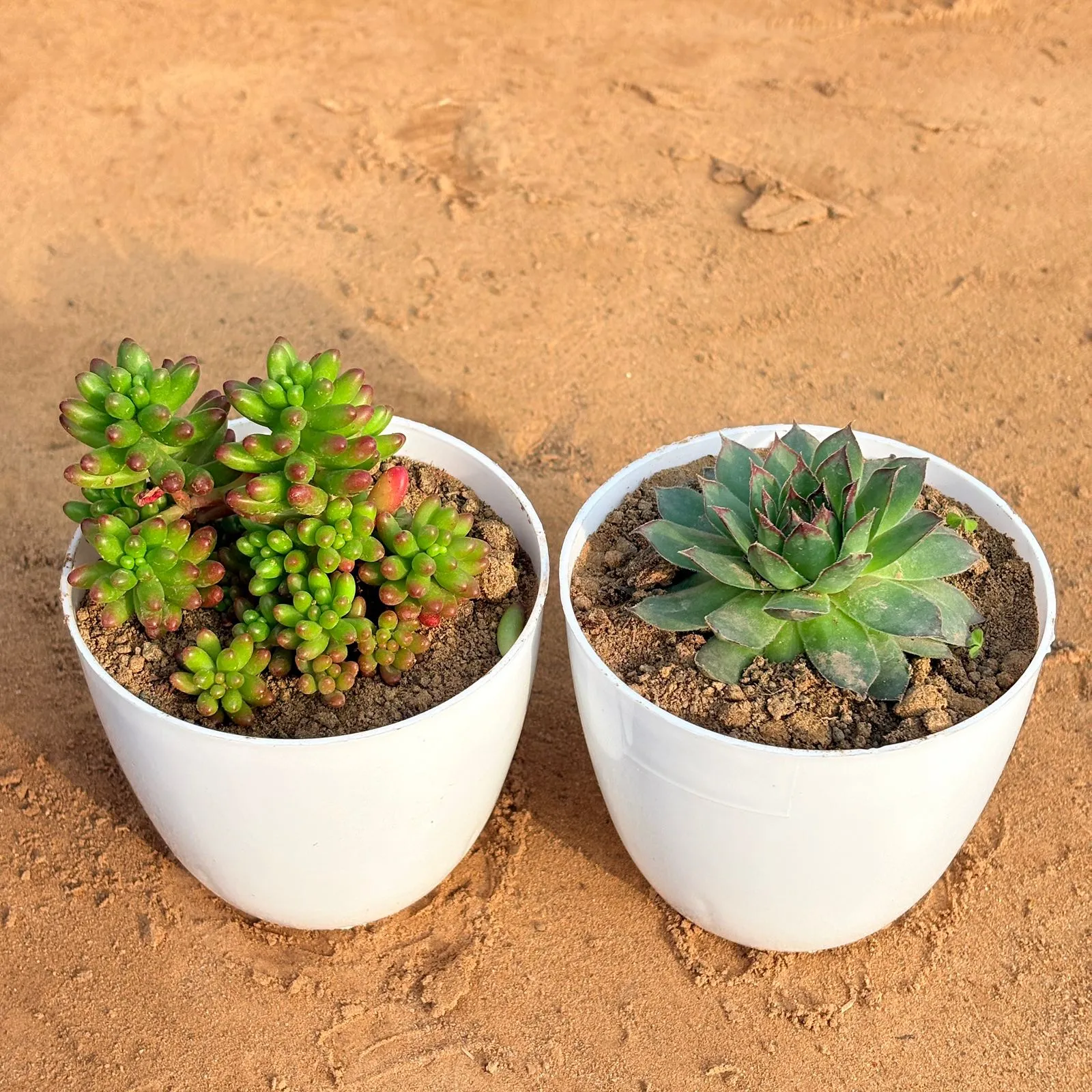 Set of 2 - Laxmi Kamal Succulent & Jelly Bean Succulent in 4 inch White Premium Orchid Round Plastic Pot