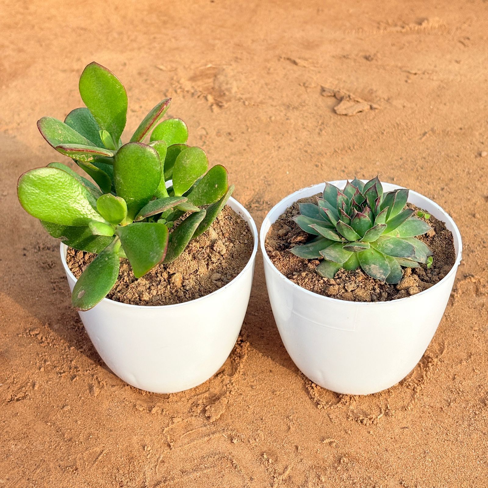 Set of 2 - Laxmi Kamal Succulent & Crassula Ovata/ Dhan Kuber in 4 inch White Premium Orchid Round Plastic Pot