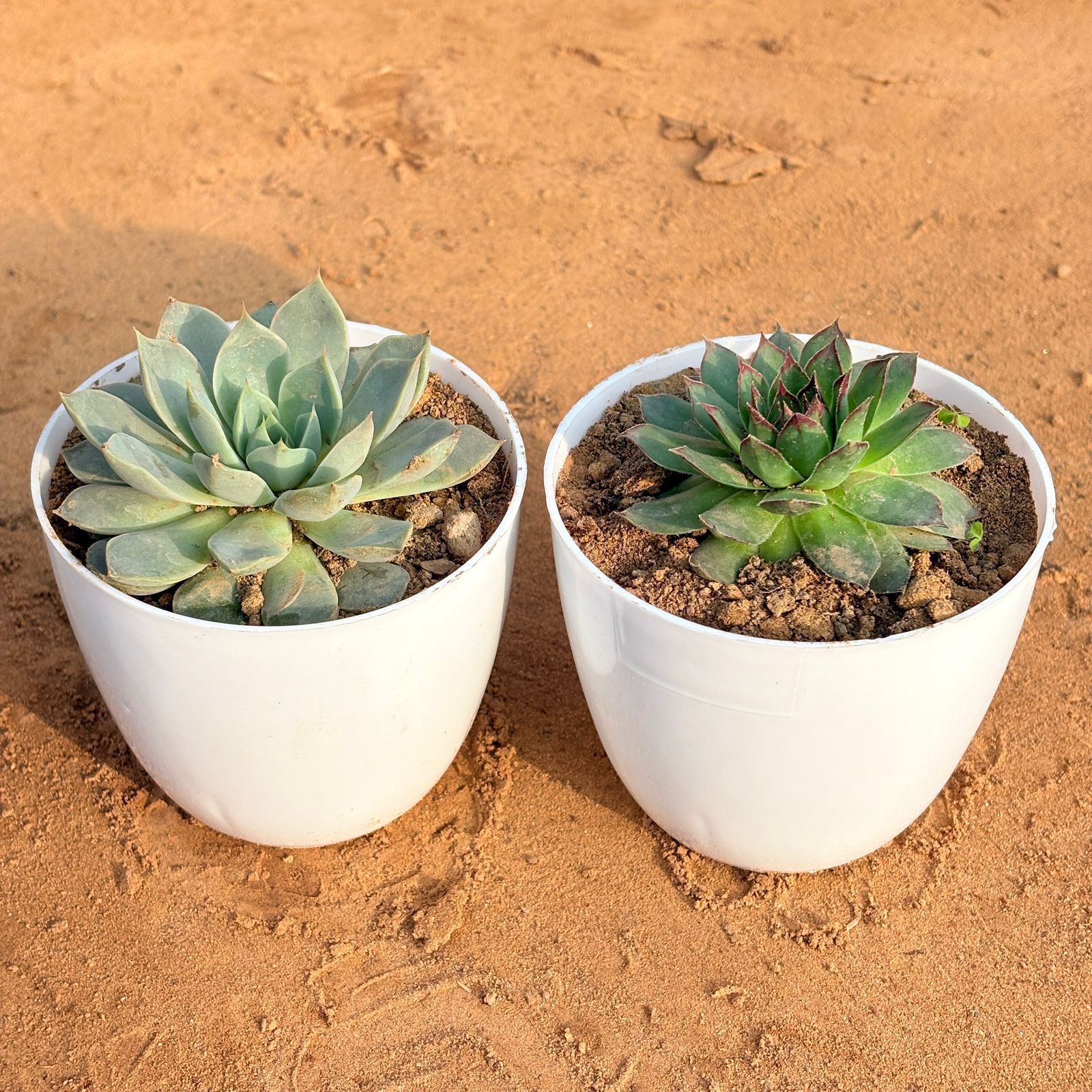 Set of 2 - Laxmi Kamal Succulent & Echeveria Brown Succulent in 4 inch White Premium Orchid Round Plastic Pot