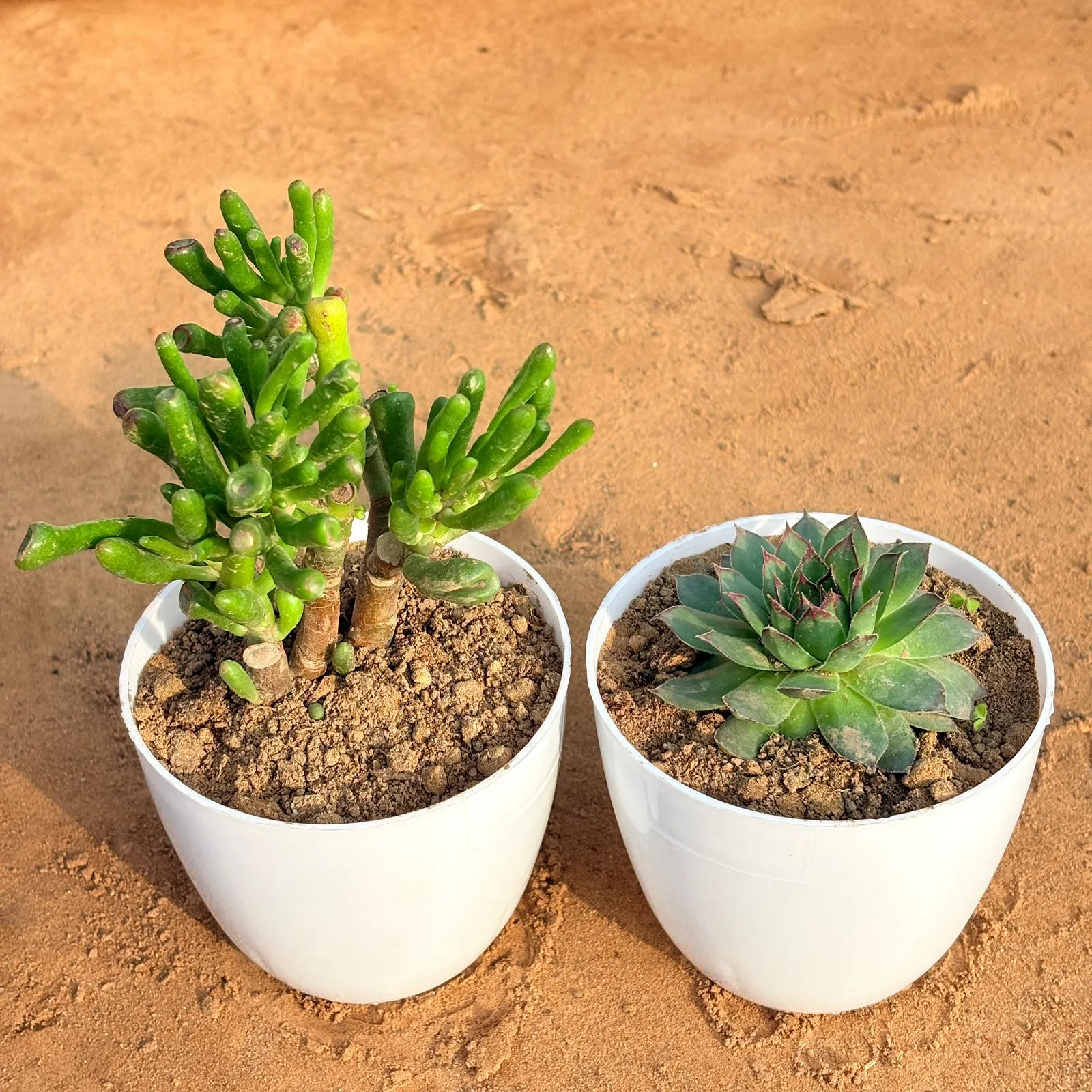Set of 2 - Laxmi Kamal Succulent & Crassula Gollum Jade/ Finger Succulent in 4 inch White Premium Orchid Round Plastic Pot