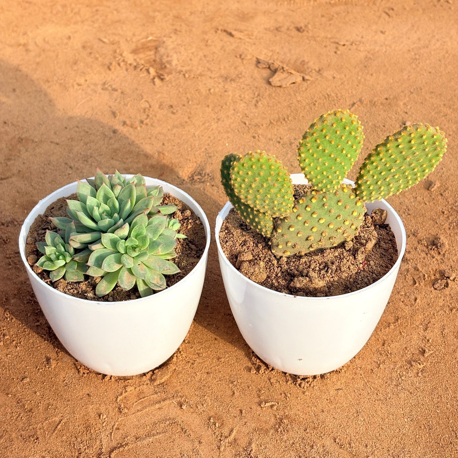 Set of 2 - Chicken & Hen Succulent & Bunny Ear Cactus in 4 inch White Premium Orchid Round Plastic Pot