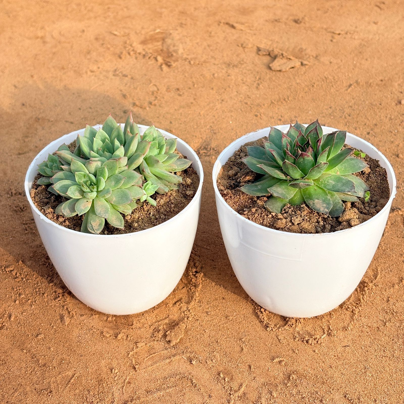 Set of 2 - Laxmi Kamal Succulent & Chicken & Hen Succulent in 4 inch White Premium Orchid Round Plastic Pot