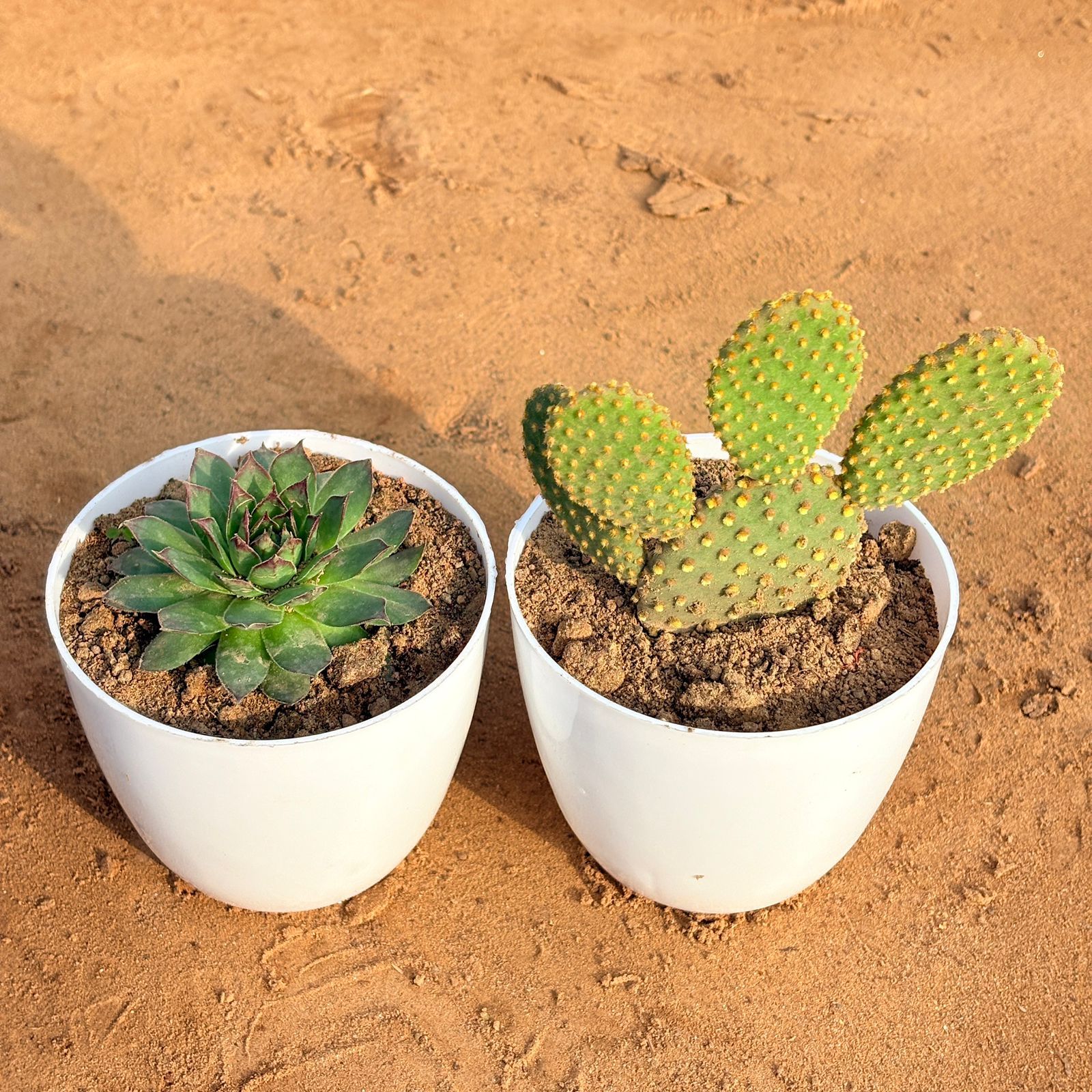 Set of 2 - Laxmi Kamal Succulent & Bunny Ear Cactus in 4 inch White Premium Orchid Round Plastic Pot