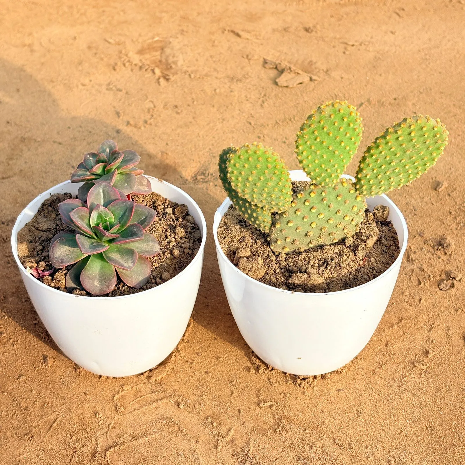 Set of 2 - Echeveria Melaco Succulent & Bunny Ear Cactus in 4 inch White Premium Orchid Round Plastic Pot