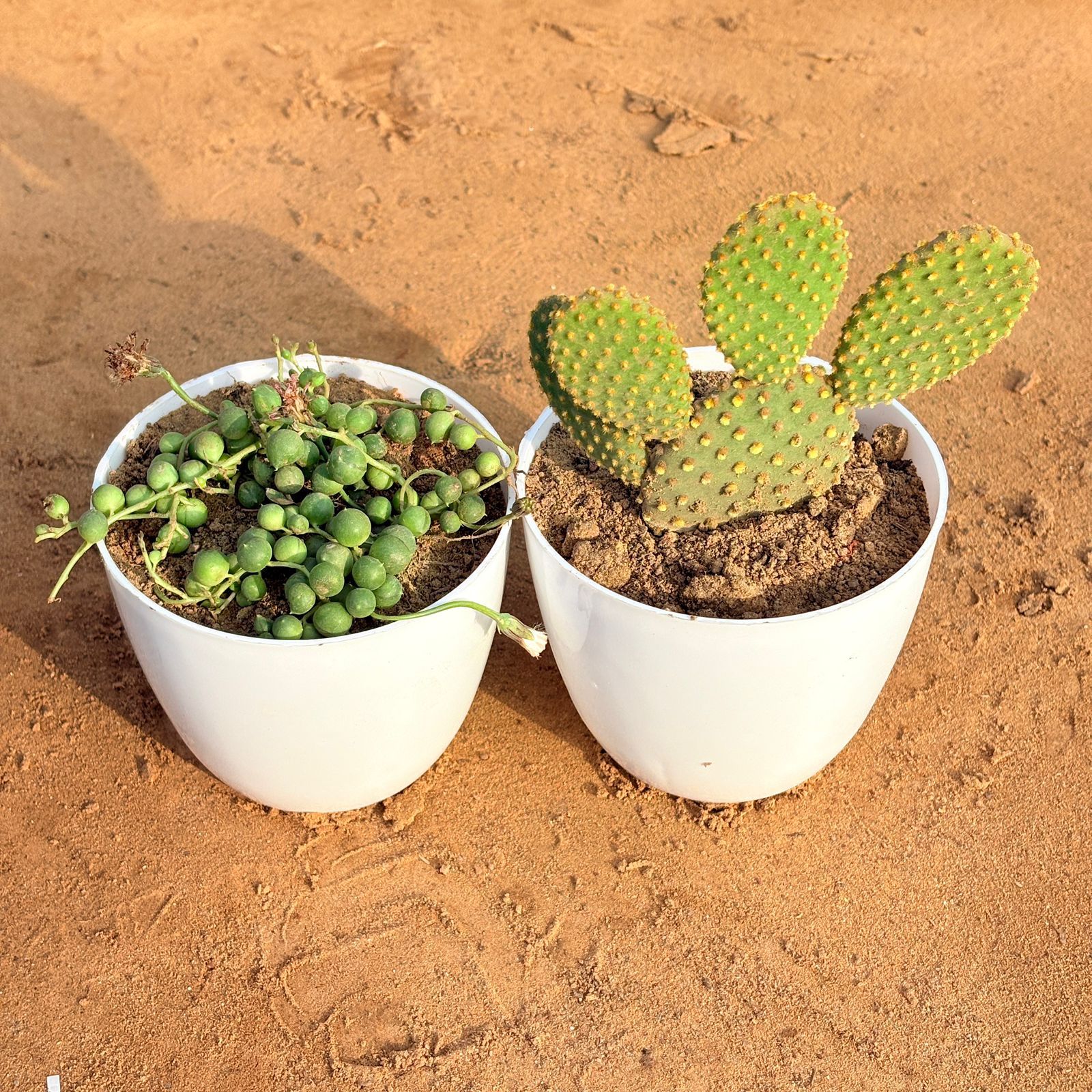 Set of 2 - Bunny Ear Cactus & String of Pearls Succulent in 4 inch White Premium Orchid Round Plastic Pot