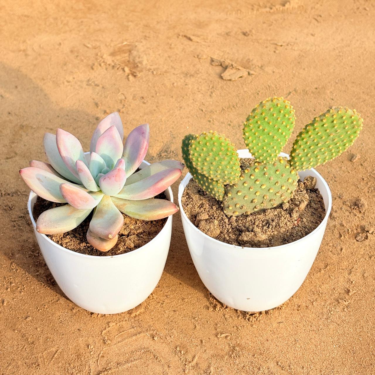 Set of 2 - Echeveria Devotion / Red Velvet & Bunny Ear Cactus in 4 inch White Premium Orchid Round Plastic Pot