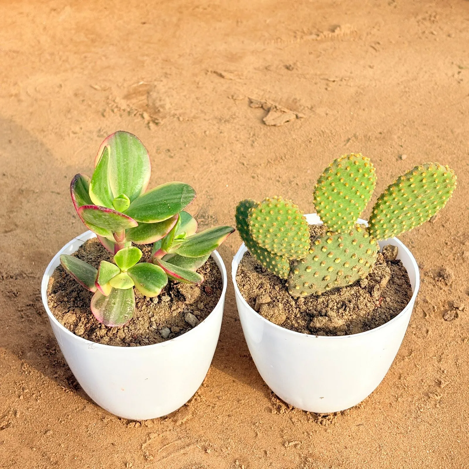 Set of 2 - Crassula Variegated Succulent & Bunny Ear Cactus in 4 inch White Premium Orchid Round Plastic Pot