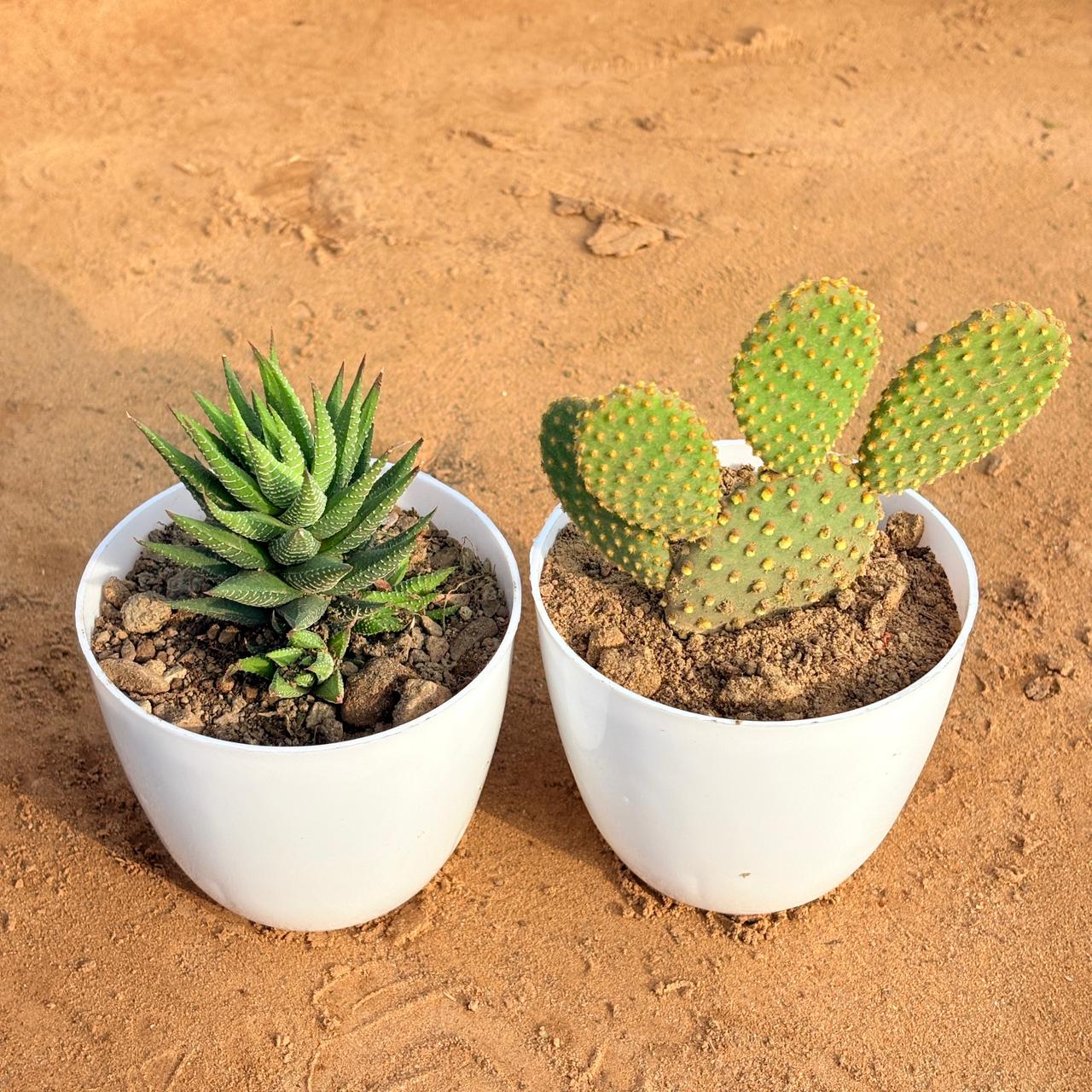 Set of 2 - Haworthia Zebrina & Bunny Ear Cactus in 4 inch White Premium Orchid Round Plastic Pot