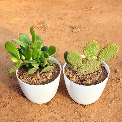 Set of 2 - Crassula Ovata/ Dhan Kuber & Bunny Ear Cactus in 4 inch White Premium Orchid Round Plastic Pot