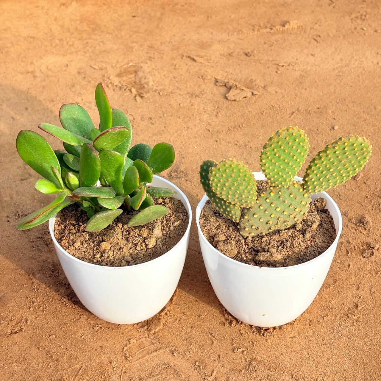 Set of 2 - Crassula Ovata/ Dhan Kuber & Bunny Ear Cactus in 4 inch White Premium Orchid Round Plastic Pot