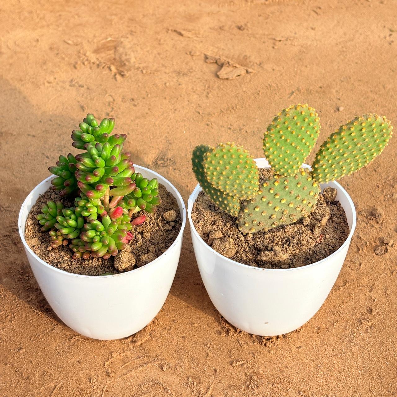 Set of 2 - Jelly Bean Succulent & Bunny Ear Cactus in 4 inch White Premium Orchid Round Plastic Pot