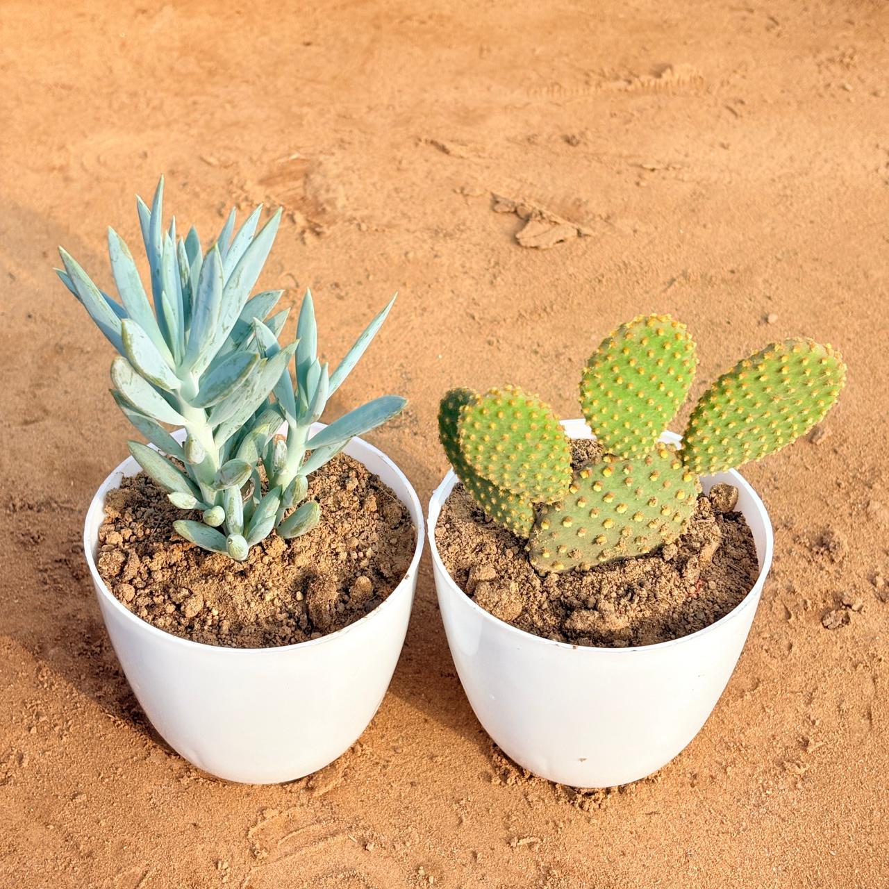 Set of 2 - Curio Repens Succulent & Bunny Ear Cactus in 4 inch White Premium Orchid Round Plastic Pot