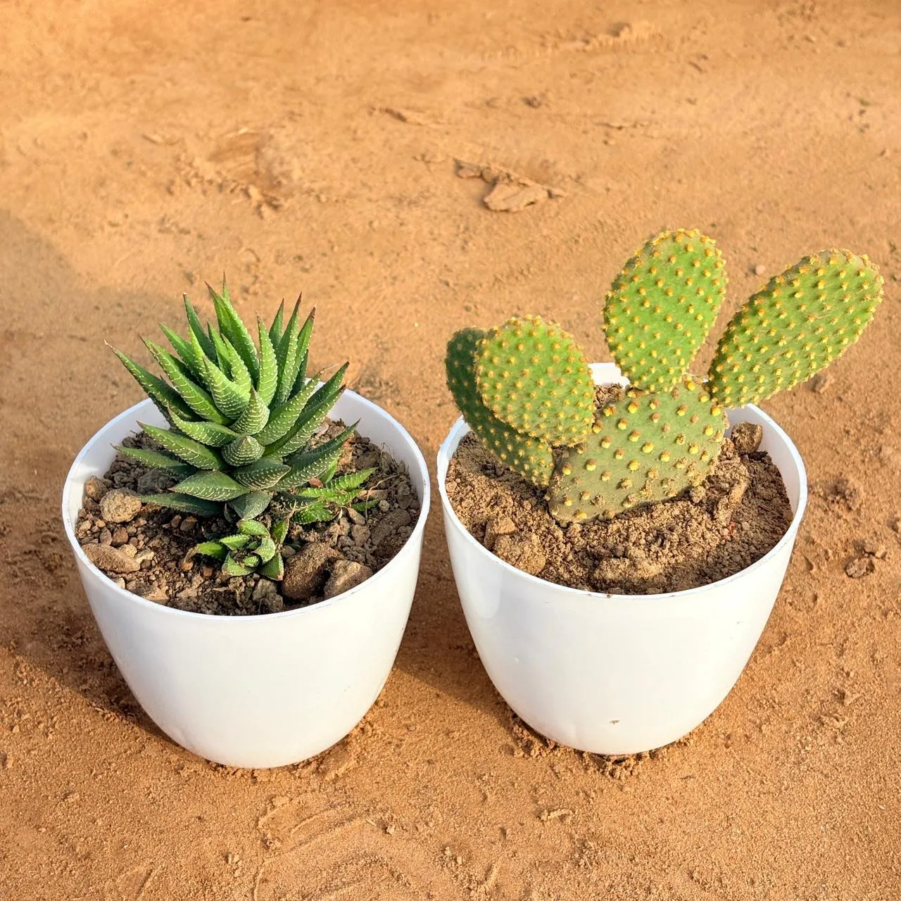 Set of 2 - Haworthia Zebrina & Bunny Ear Cactus in 4 inch White Premium Orchid Round Plastic Pot