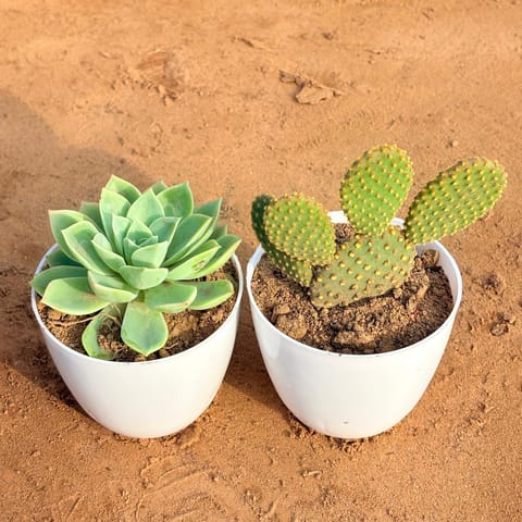 Set of 2 - Echeveria Green Succulent & Bunny Ear Cactus in 4 inch White Premium Orchid Round Plastic Pot