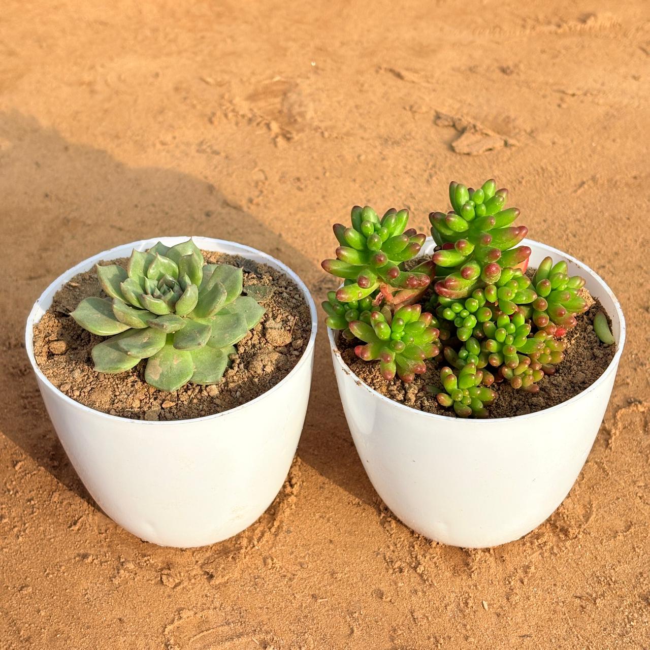 Set of 2 - Jelly Bean Succulent & Echeveria Elegans Succulent in 4 inch White Premium Orchid Round Plastic Pot