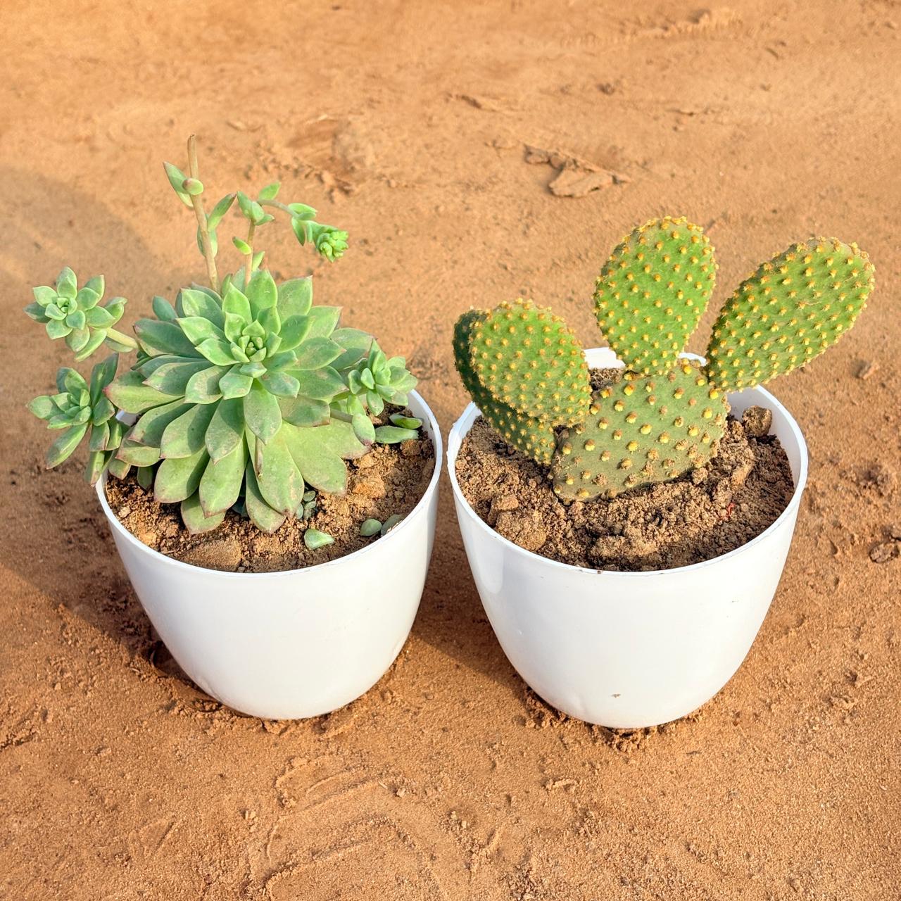 Set of 2 - Echeveria Red Succulent & Bunny Ear Cactus in 4 inch White Premium Orchid Round Plastic Pot