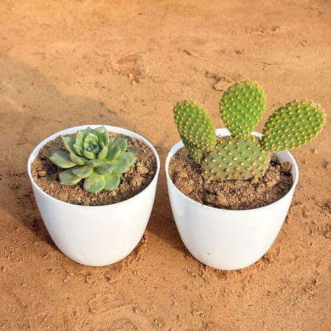 Set of 2 - Bunny Ear Cactus & Echeveria Elegans Succulent in 4 inch White Premium Orchid Round Plastic Pot