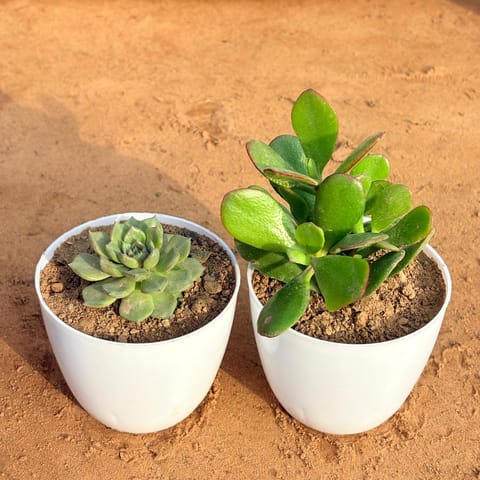 Set of 2 - Crassula Ovata/ Dhan Kuber & Echeveria Elegans Succulent in 4 inch White Premium Orchid Round Plastic Pot