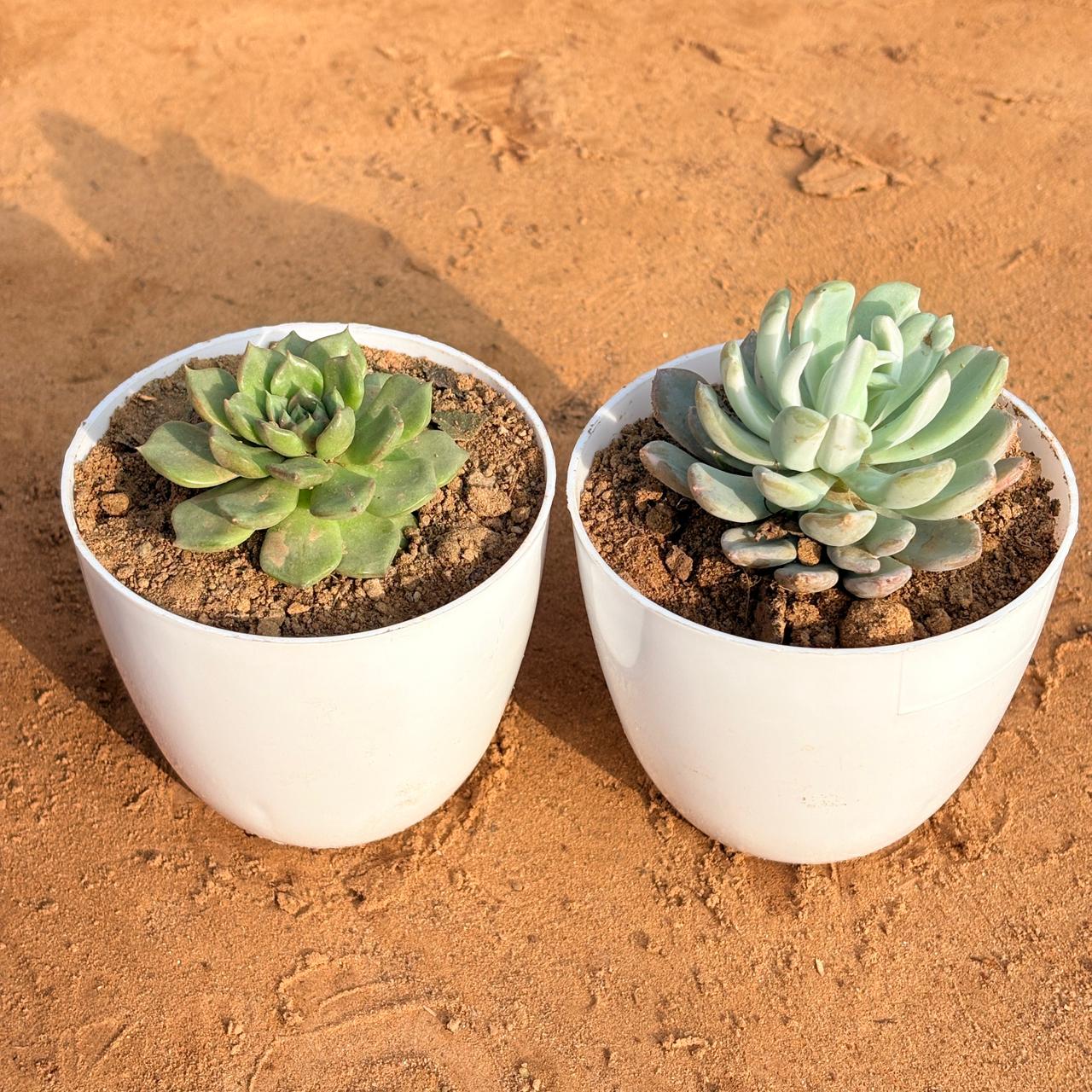 Set of 2 - Echeveria Lotus Succulent & Echeveria Elegans Succulent in 4 inch White Premium Orchid Round Plastic Pot
