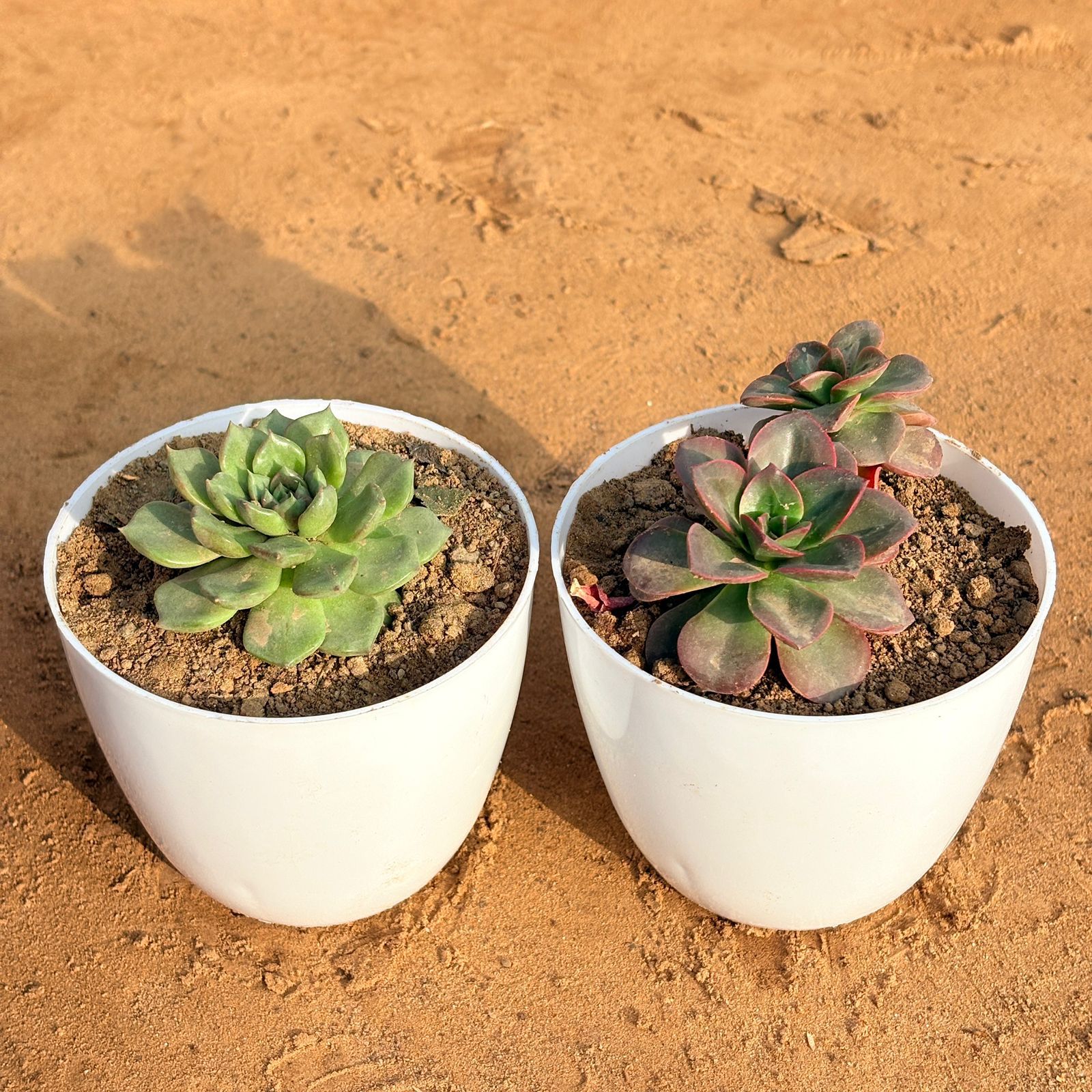 Set of 2 - Echeveria Melaco Succulent & Echeveria Elegans Succulent in 4 inch White Premium Orchid Round Plastic Pot