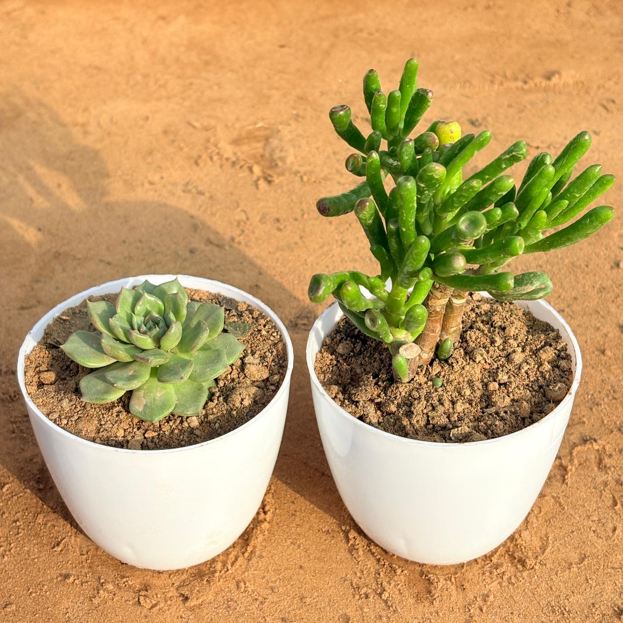 Set of 2 - Crassula Gollum Jade/ Finger Succulent & Echeveria Elegans Succulent in 4 inch White Premium Orchid Round Plastic Pot